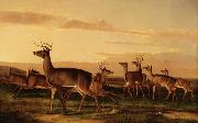 John James Audubon Startled Deer A Prairie Scene oil on canvas